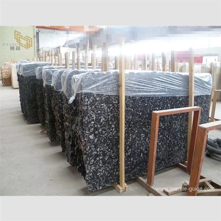 Polished Sea Shell Marble Slabs For Projects